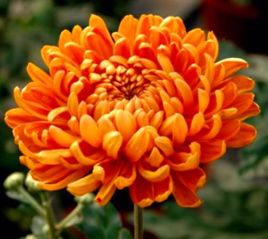 Amazon.com : 120 Chrysanthemum Seeds Authentic Chinese Spider Rare